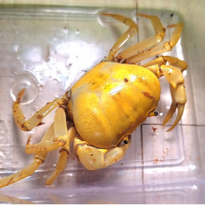 БАНАНОВЫЙ КРАБ (TERRATHELPHUSA SP.)