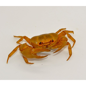 БАНАНОВЫЙ КРАБ (TERRATHELPHUSA SP.)