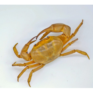 БАНАНОВЫЙ КРАБ (TERRATHELPHUSA SP.)