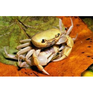 БАНАНОВЫЙ КРАБ (TERRATHELPHUSA SP.)