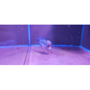 ФЛОВЕР ХОРН ЗЕЛЕНЫЙ ДРАКОН