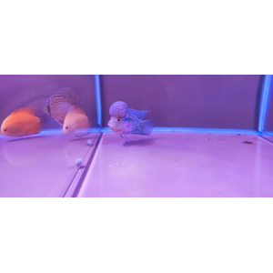 ФЛОВЕР ХОРН ЗЕЛЕНЫЙ ДРАКОН