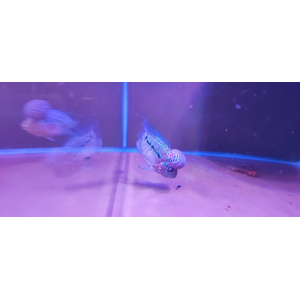 ФЛОВЕР ХОРН ЗЕЛЕНЫЙ ДРАКОН