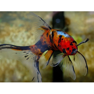 КОМЕТА СИТЦЕВАЯ ( ШУБУНКИН БРИСТОЛЬ )