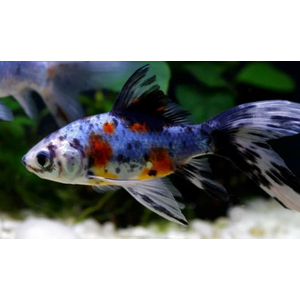 КОМЕТА СИТЦЕВАЯ ( ШУБУНКИН БРИСТОЛЬ )