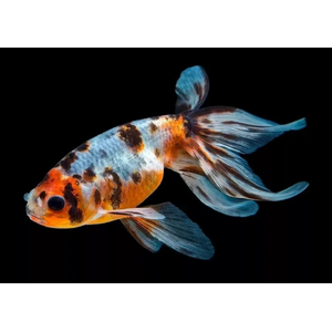 КОМЕТА СИТЦЕВАЯ ( ШУБУНКИН БРИСТОЛЬ )