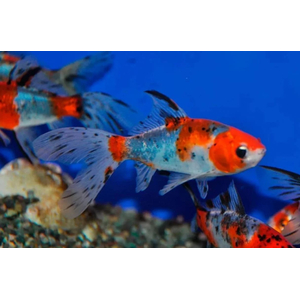 КОМЕТА СИТЦЕВАЯ ( ШУБУНКИН БРИСТОЛЬ )