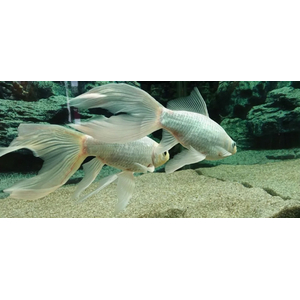 КОМЕТА БЕЛАЯКОМЕТА БЕЛАЯ