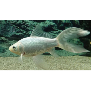 КОМЕТА БЕЛАЯ