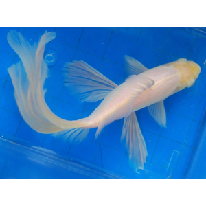 КОМЕТА БЕЛАЯ