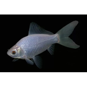 КОМЕТА БЕЛАЯ