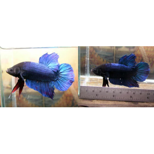 ПЕТУШОК ГИГАНТ