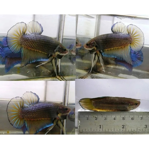 ПЕТУШОК ГИГАНТ