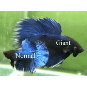 ПЕТУШОК ГИГАНТ