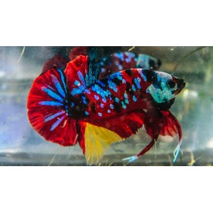 ПЕТУШОК ПЛАКАТ ГАЛАКТИКА