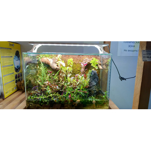 Аквариум "Тропический лес"