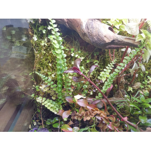 Аквариум "Тропический лес"