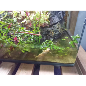 Аквариум "Тропический лес"