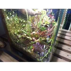 Аквариум "Тропический лес"