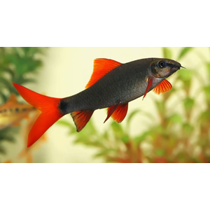 ЛАБЕО ЗЕЛЕНЫЙ