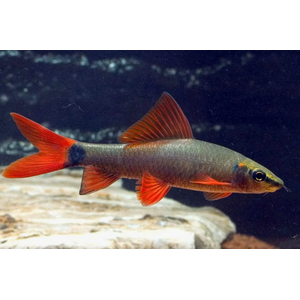 ЛАБЕО ЗЕЛЕНЫЙ