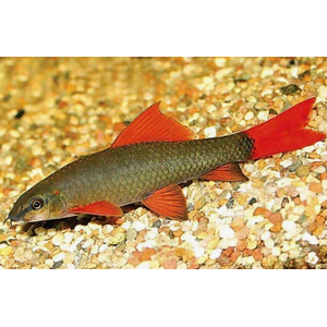 ЛАБЕО ЗЕЛЕНЫЙ