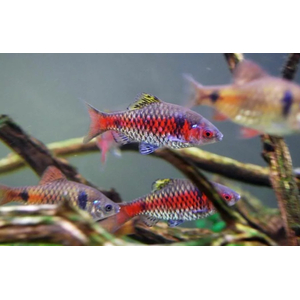 БАРБУС АЛЫЙ