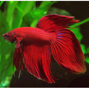 ПЕТУШОК ВУАЛЬ КРАСНАЯ