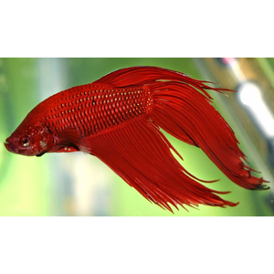 ПЕТУШОК ВУАЛЬ КРАСНАЯ