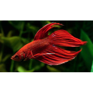 ПЕТУШОК ВУАЛЬ КРАСНАЯ