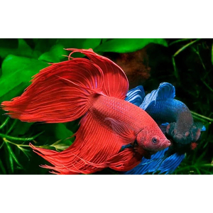 ПЕТУШОК ВУАЛЬ КРАСНАЯ