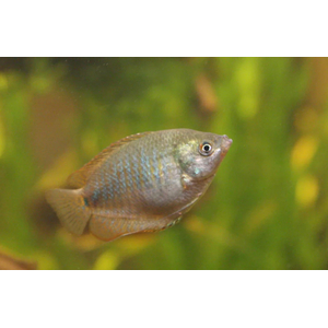 ЛЯЛИУС САМКИ