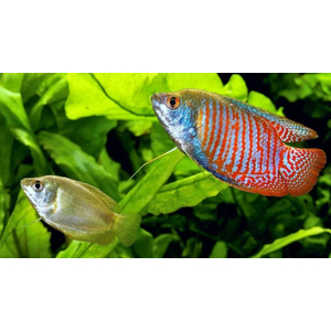 ЛЯЛИУС САМКИ