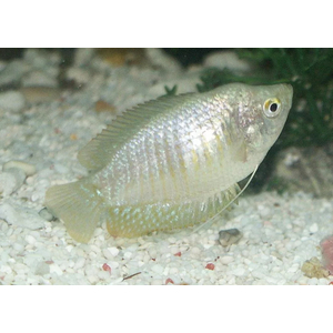 ЛЯЛИУС САМКИ