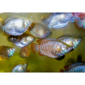 ЛЯЛИУС САМКИ