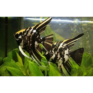 СКАЛЯРИЯ МРАМОРНАЯ