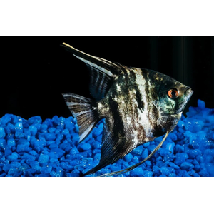 СКАЛЯРИЯ МРАМОРНАЯ