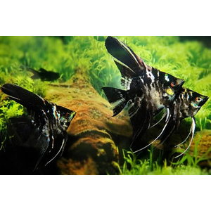 СКАЛЯРИЯ МРАМОРНАЯ