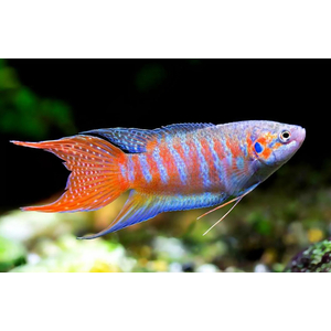 МАКРОПОД - Macropodus opercularis