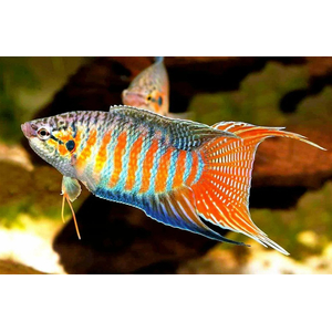 МАКРОПОД - Macropodus opercularis