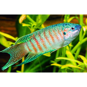 МАКРОПОД - Macropodus opercularis