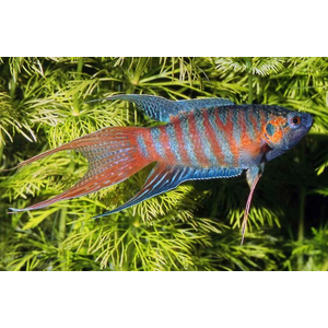 МАКРОПОД - Macropodus opercularis