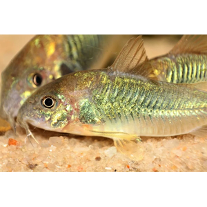 Corydoras aeneus — вид лучепёрых рыб семейства панцирных сомов, аквариумная рыба. Также известен как золотистый сомик (бронзовый панцирник, изменчивый сомик).