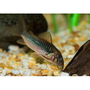 Corydoras aeneus — вид лучепёрых рыб семейства панцирных сомов, аквариумная рыба. Также известен как золотистый сомик (бронзовый панцирник, изменчивый сомик).
