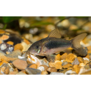 Corydoras aeneus — вид лучепёрых рыб семейства панцирных сомов, аквариумная рыба. Также известен как золотистый сомик (бронзовый панцирник, изменчивый сомик).