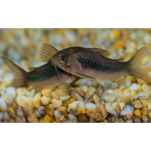 Corydoras aeneus — вид лучепёрых рыб семейства панцирных сомов, аквариумная рыба. Также известен как золотистый сомик (бронзовый панцирник, изменчивый сомик).
