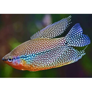 ГУРАМИ ЖЕМЧУЖНЫЙ