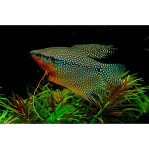 ГУРАМИ ЖЕМЧУЖНЫЙ