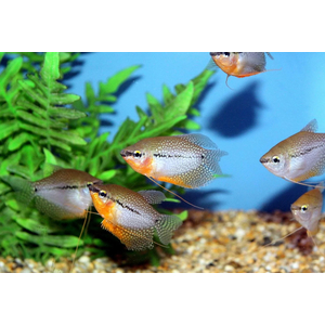 ГУРАМИ ЖЕМЧУЖНЫЙ