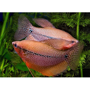 ГУРАМИ ЖЕМЧУЖНЫЙ